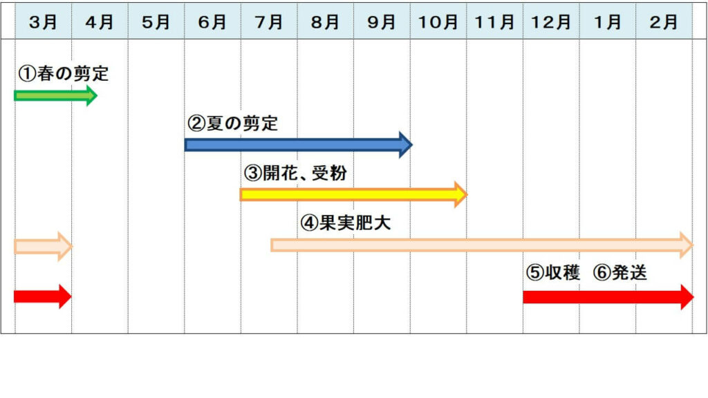 アテモヤ栽培の年間スケジュール