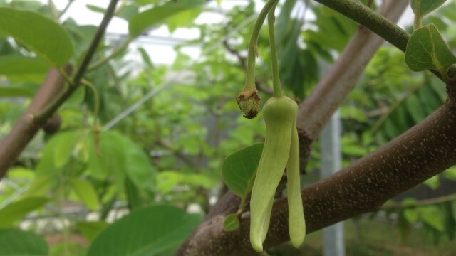 開花、幼果