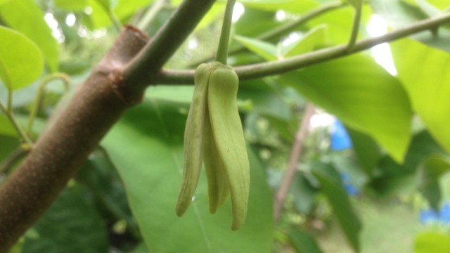 沖縄の農園で咲いたアテモヤの花の開花の様子