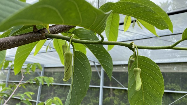 沖縄の農園で育てているアテモヤのつぼみの状態