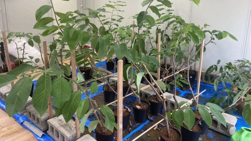 ポット苗の管理