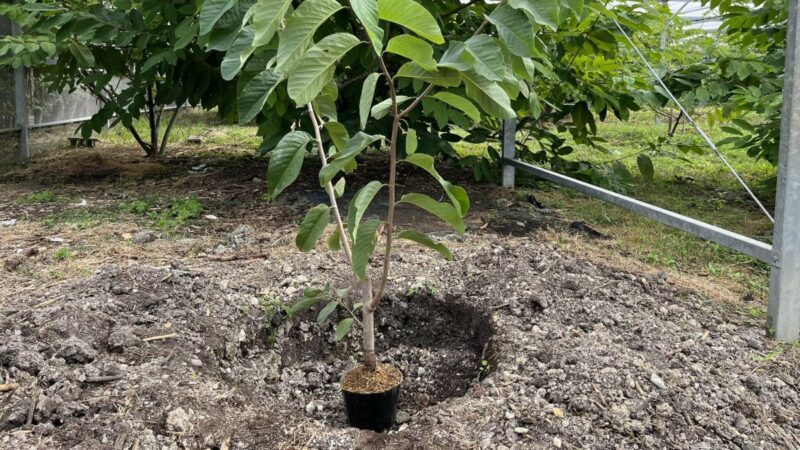 ポット苗の植え付け