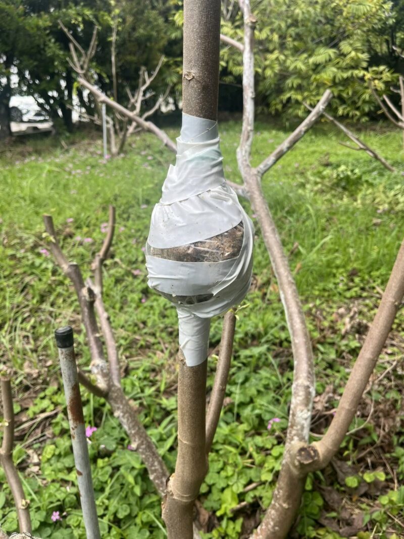 水苔をまいた状態