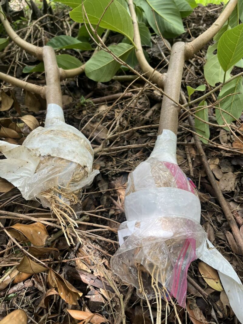 親株から切り離す