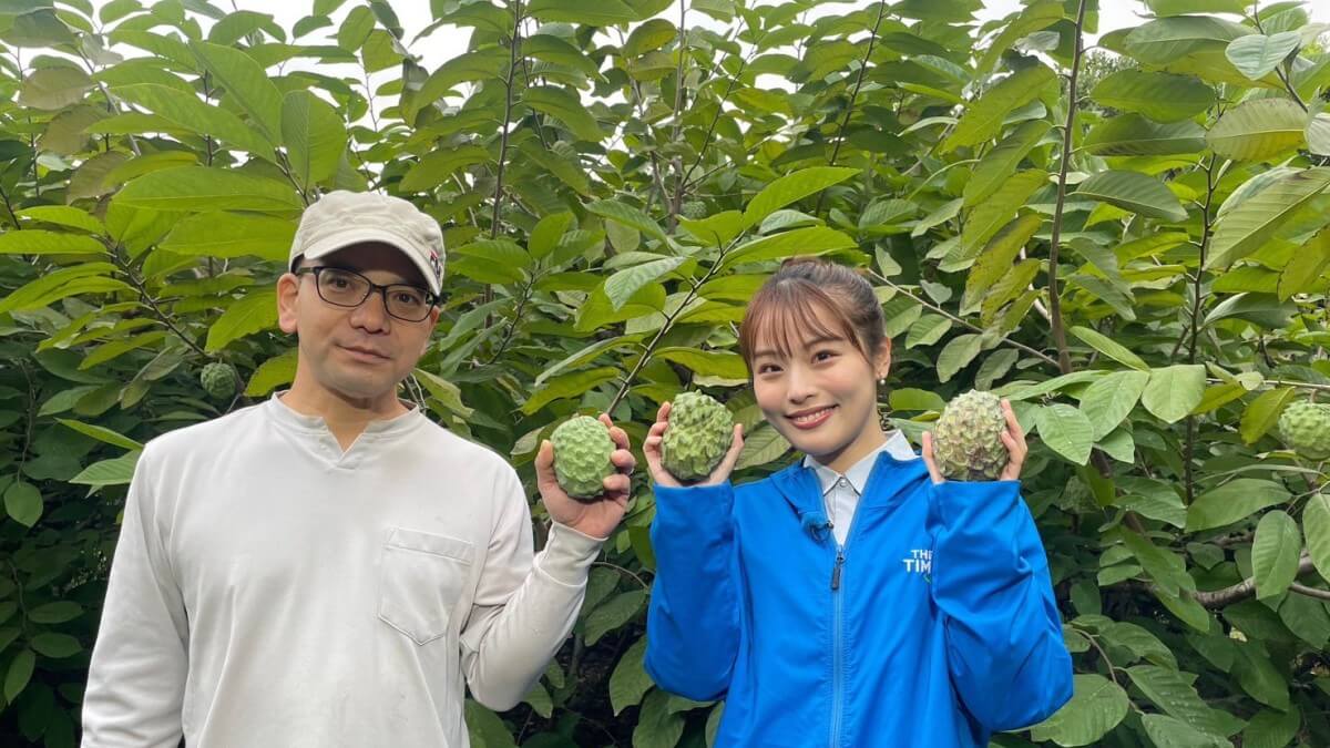 TBSテレビの朝の情報番組「THE TIME,」の列島リアルタイム中継コーナーで中村果樹園のアテモヤが紹介されました
