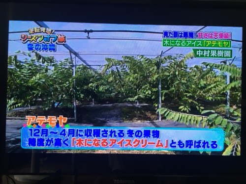 日本テレビ逆転発想シーズンオフ旅で放送された中村果樹園のアテモヤ紹介シーン2