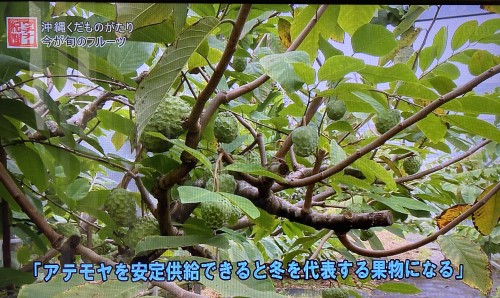 沖縄・中村果樹園のアテモヤ栽培紹介｜生産者の想いが伝わる農園風景