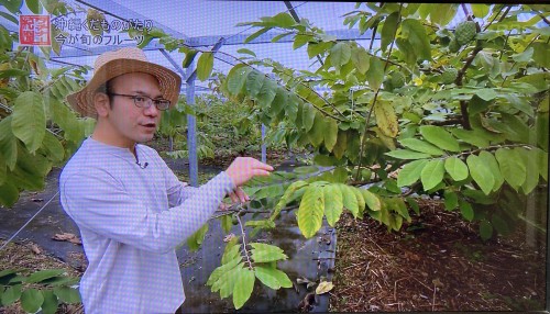アテモヤ農家の施設栽培の様子｜中村果樹園の生産現場