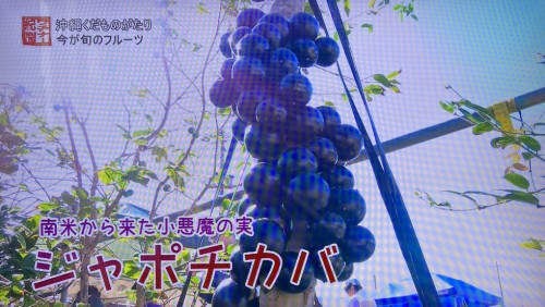 ジャボチカバの実が木の幹になる様子｜珍しい南国果樹