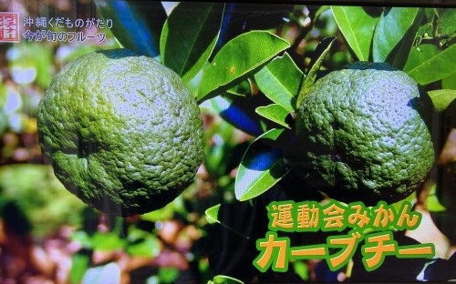 カーブチーの栽培風景と果実｜沖縄伝統の柑橘