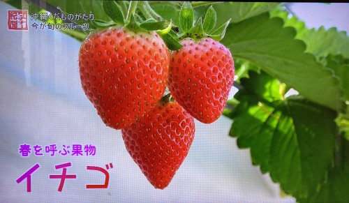 沖縄県産いちごの栽培風景｜冬に楽しめる人気フルーツ