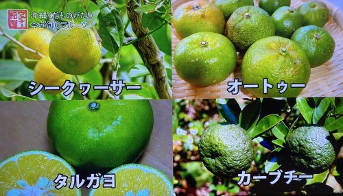 沖縄のみかん各品種の比較｜冬に楽しめる多彩な柑橘