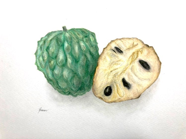 色鉛筆画家ビーム氏による沖縄産アテモヤの外観と断面図の緻密なイラスト