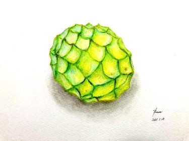 色鉛筆で描かれたアテモヤのイラスト・質感まで再現されたアート作品