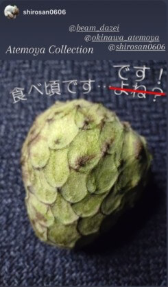 食べ頃まで追熟が完了したアテモヤ・表面の色の変化