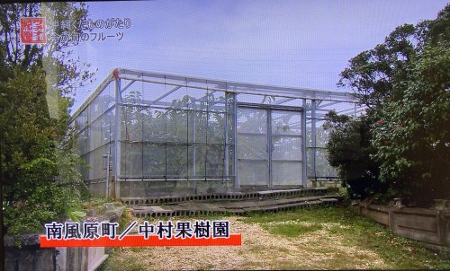 中村果樹園のアテモヤ栽培風景｜沖縄で育てる冬の高級フルーツ