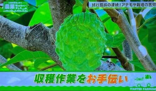 工藤阿須賀がアテモヤ収穫をお手伝い