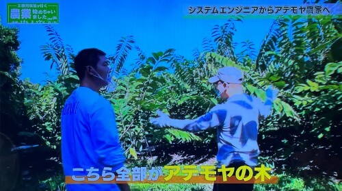 沖縄の自然豊かな環境で育てられているアテモヤの露地栽培の様子