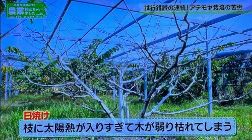 日焼けの被害にあったアテモヤの木