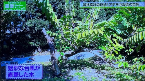 台風被害により枝が折れるなど甚大なダメージを受けたアテモヤの木