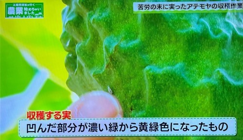 収穫にちょうど良いタイミングのアテモヤ果実の色