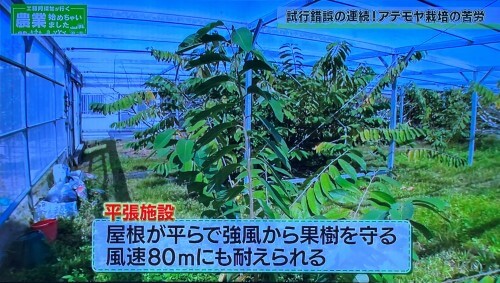 強風対策をして風速80メートルにも耐えられるアテモヤの施設栽培