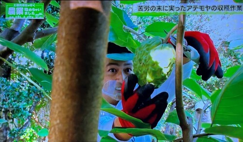 工藤阿須賀がアテモヤを収穫している様子
