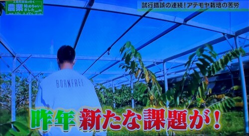 近年の猛暑による日焼け被害というアテモヤ栽培の新たな課題