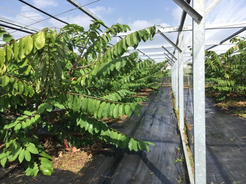 植え付け3年目に大きく伸長したアテモヤの枝