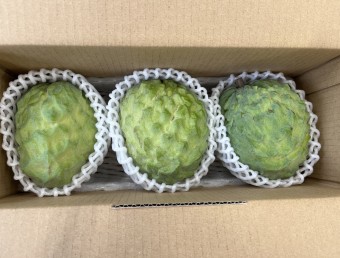 沖縄県産アテモヤ アフリカンプライド 優秀品 1kgの商品画像