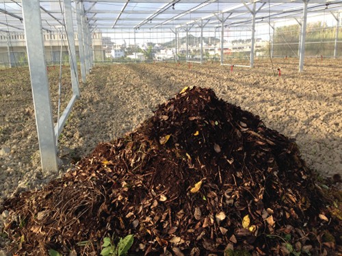 アテモヤ苗を植え付ける前の平張施設内の圃場と敷草用の腐葉土