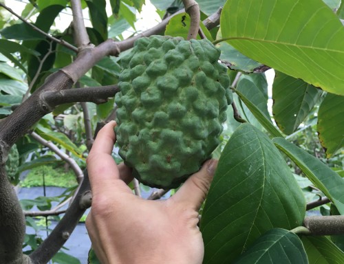 初収穫を迎えた500g超えの大きなアテモヤ果実