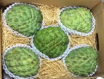 沖縄県産アテモヤ アフリカンプライド 優秀品 2kgの商品画像