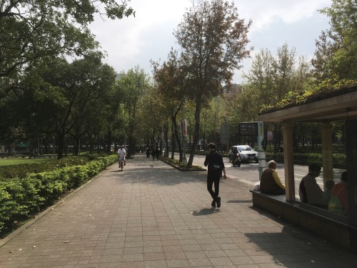 台湾台北市内の広い道路沿いに整然と並ぶ街路樹