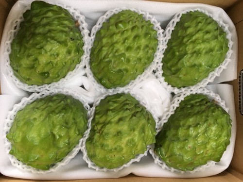 花と食のフェスティバル2017出品前に並べたアフリカンプライド品種のアテモヤ