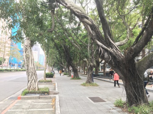 台湾台北市内で見かけたガジュマルを含む南国らしい街路樹