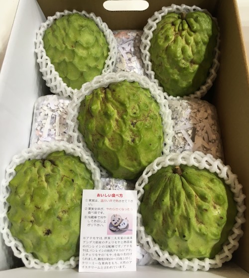 花と食のフェスティバル2017で展示されたピンクスマンモス品種のアテモヤ