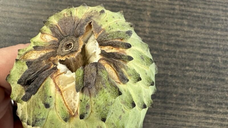 温度が高すぎて追熟が急速に進んで割れたアテモヤ