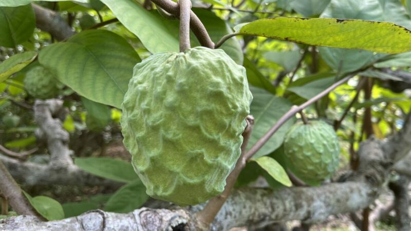 収穫時のアテモヤ