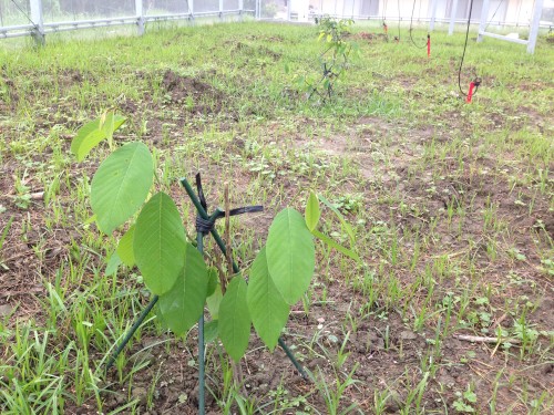 植え付け直後に支柱で固定したアテモヤの苗木