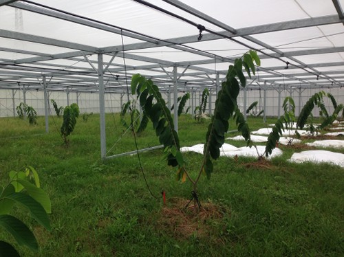植え付け後半年ほど成長したアテモヤの主枝
