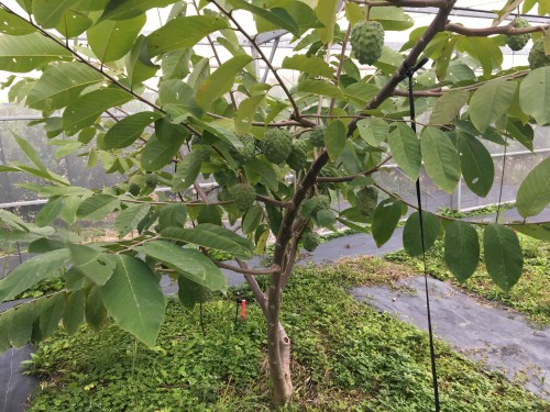 植え付け3年目のアテモヤの樹に果実が着果している様子