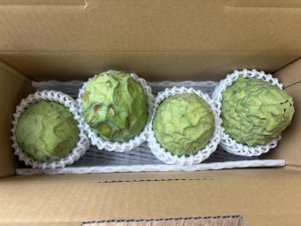 沖縄県産アテモヤ アフリカンプライド 家庭用 1kgの商品画像