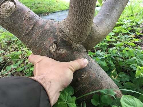 植え付け3年目で太く成長したアテモヤの幹