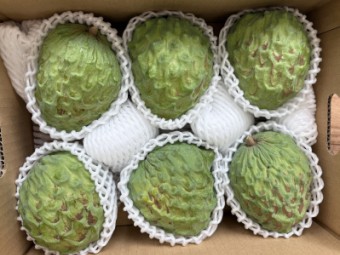 沖縄県産アテモヤ アフリカンプライド 家庭用 2kgの商品画像