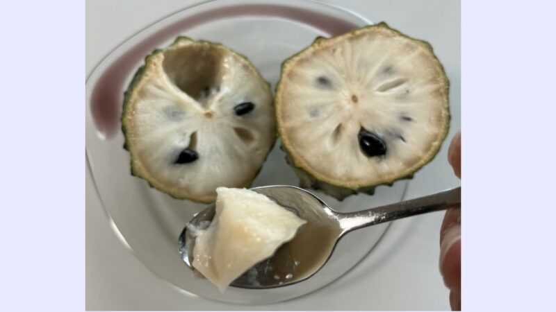 輪切りにしたアテモヤをスプーンですくって食べる様子